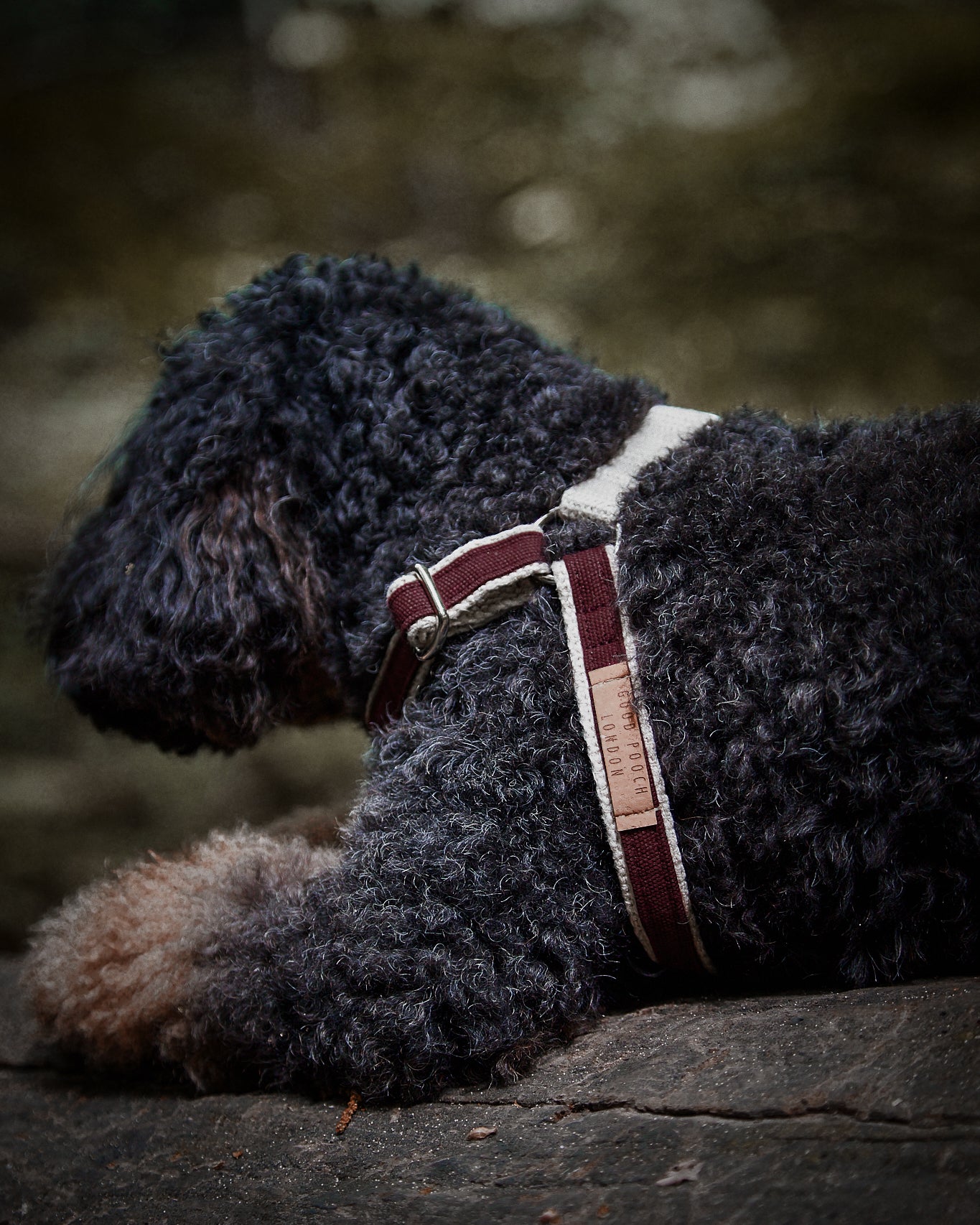 Dark-colored dog with a harness sitting on a wooden surface.