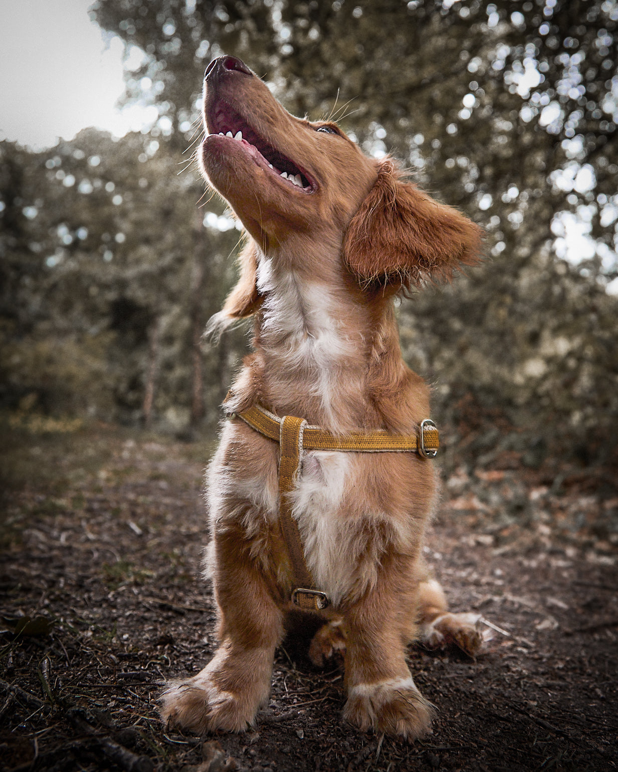 Handmade Mellow Yellow Hemp 'Step In' Dog Harness