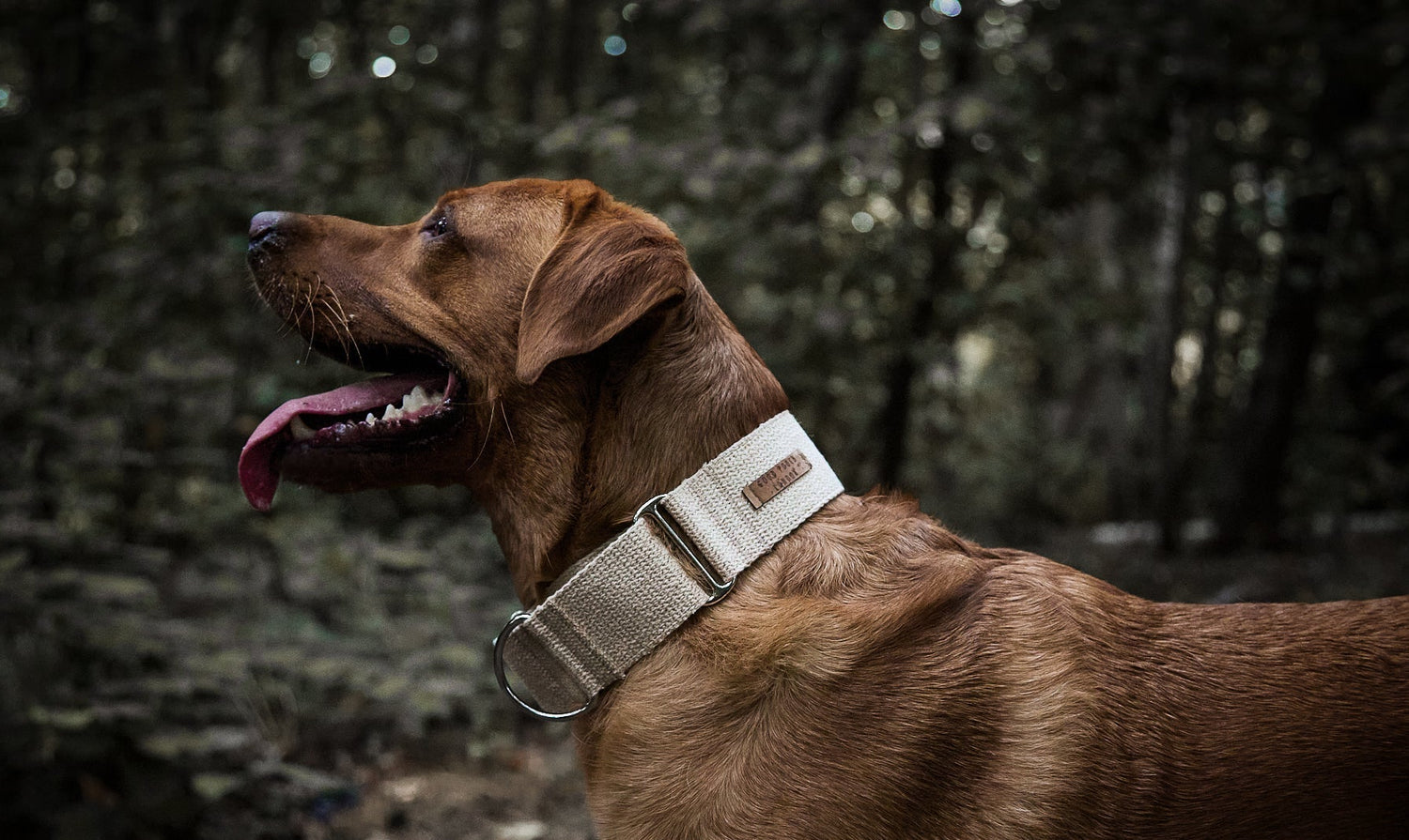 Brown dog wearing a collar in a forest setting
