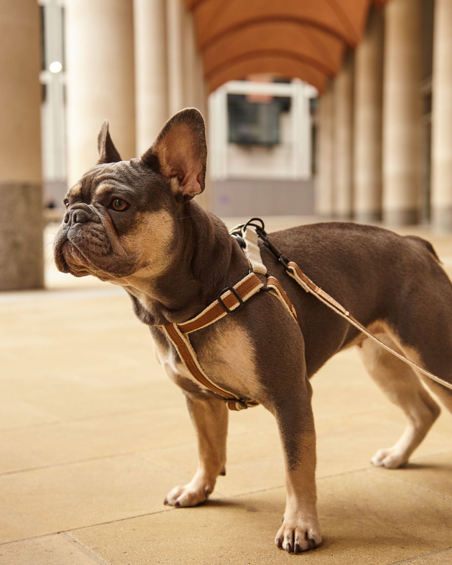 Handmade Tobacco Tan Hemp 'Step In' Dog Harness