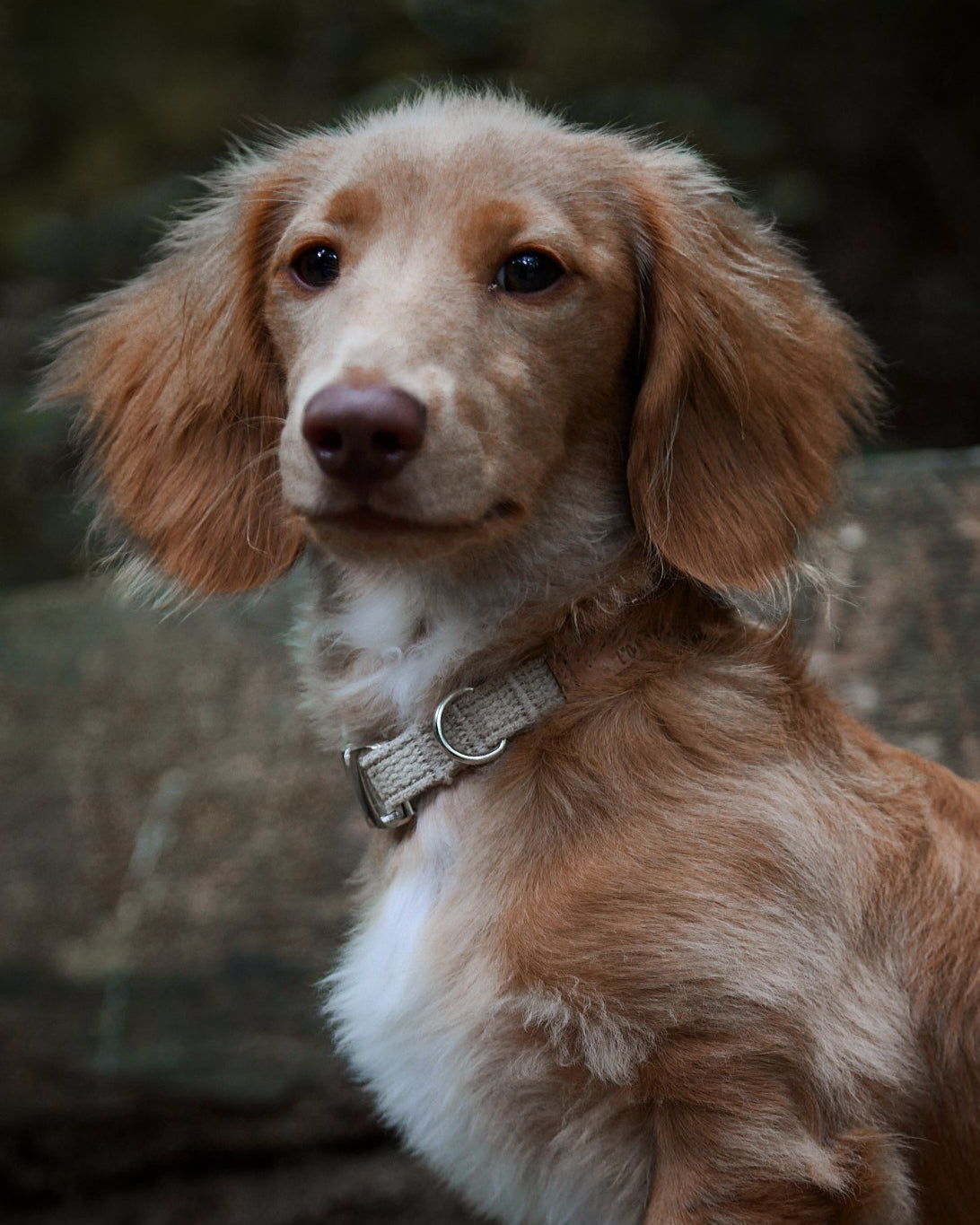 Brown dog with a collar sitting outdoors 