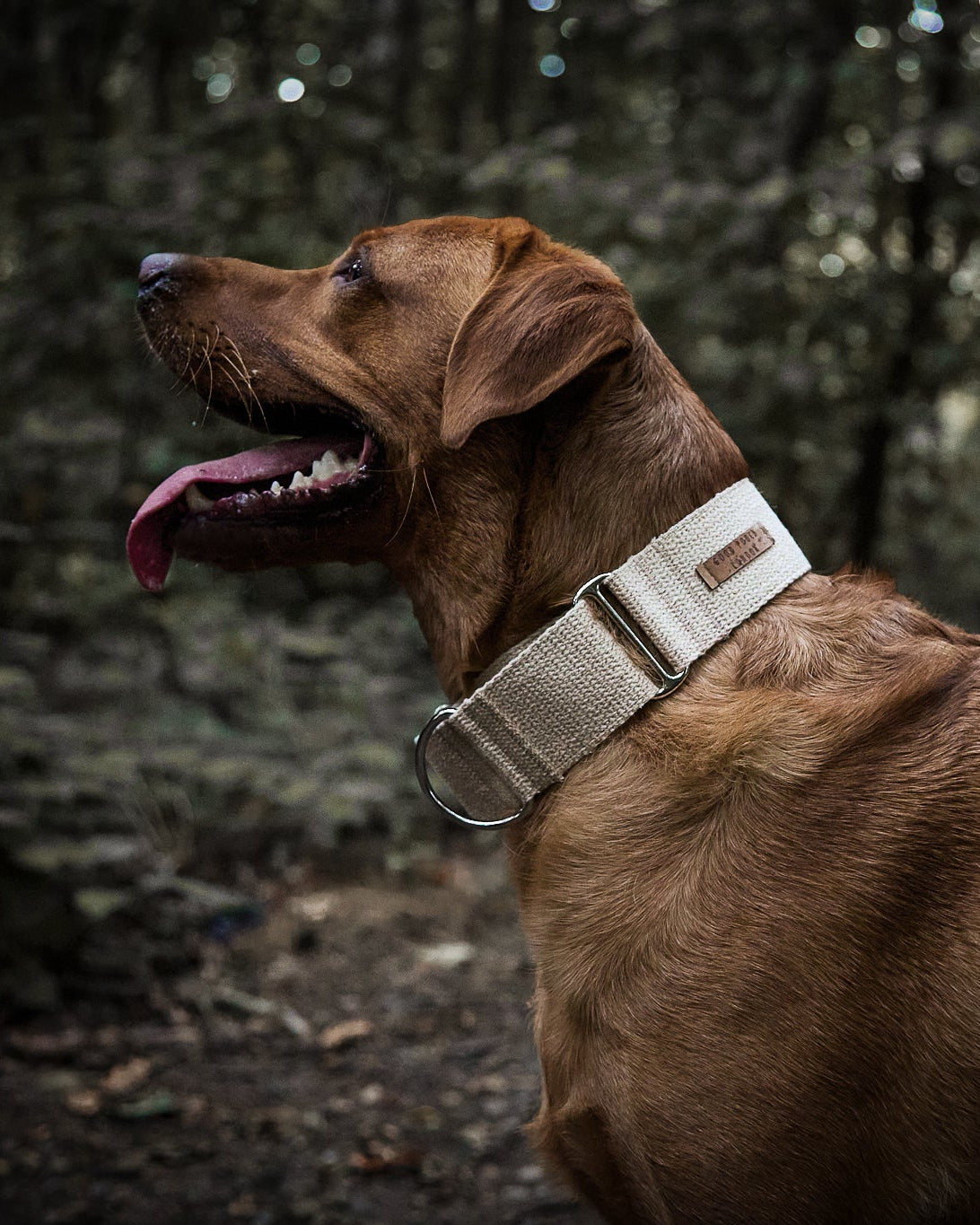 Brown dog wearing a collar in a forest setting