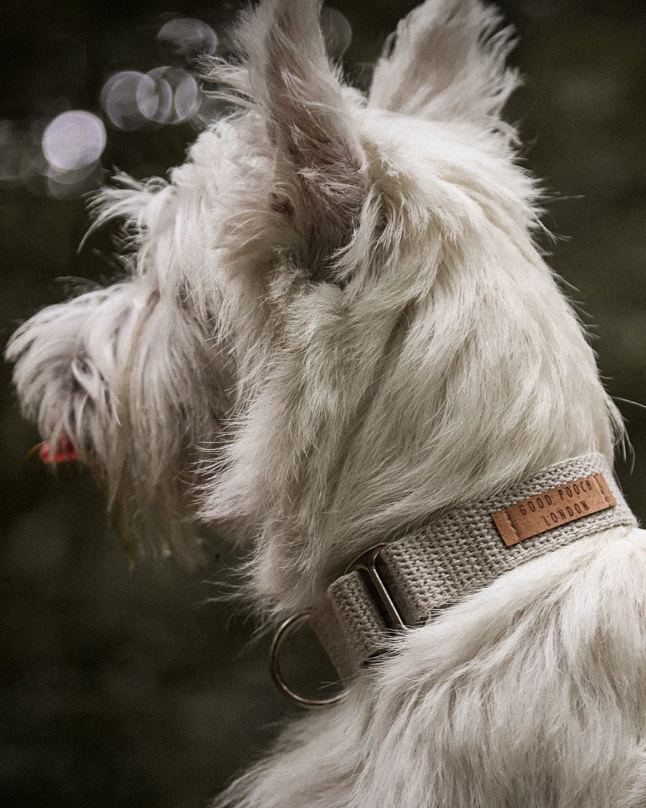 White dog wearing a collar with a brand name, standing against a dark background