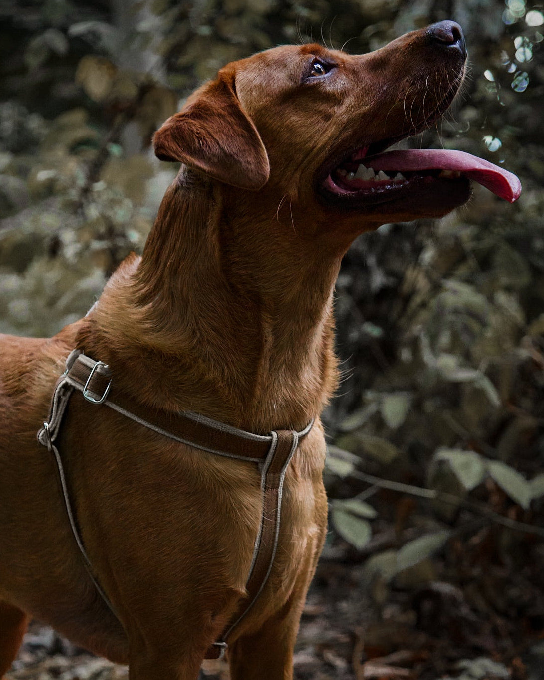 Brown dog with a harness standing in a forest setting