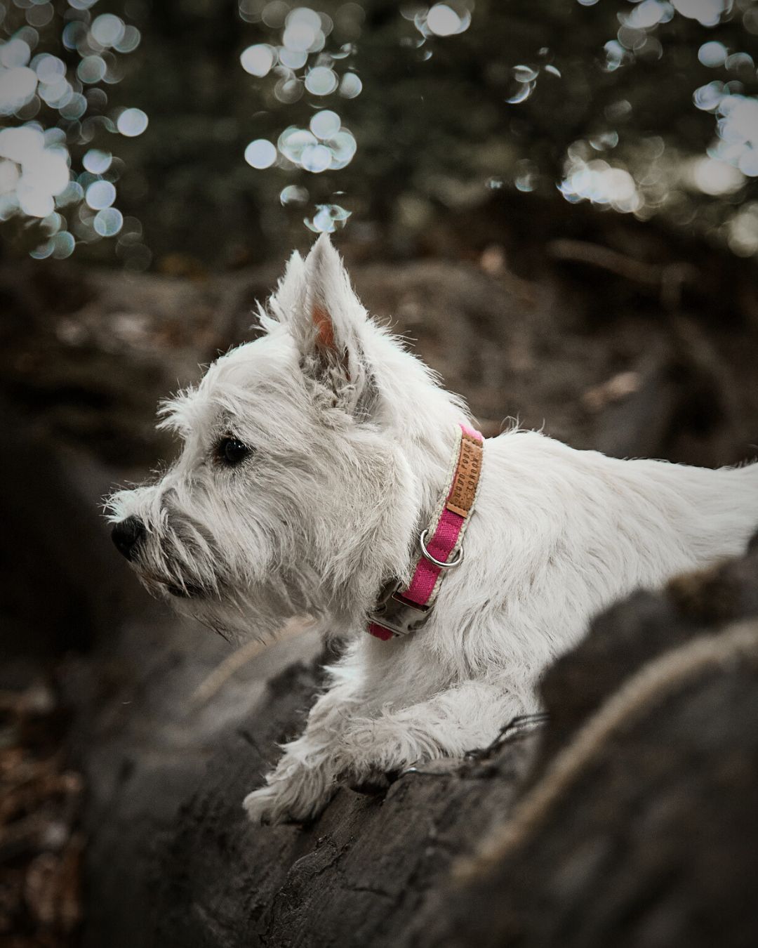 Handmade Pretty In Pink Hemp Dog Collar