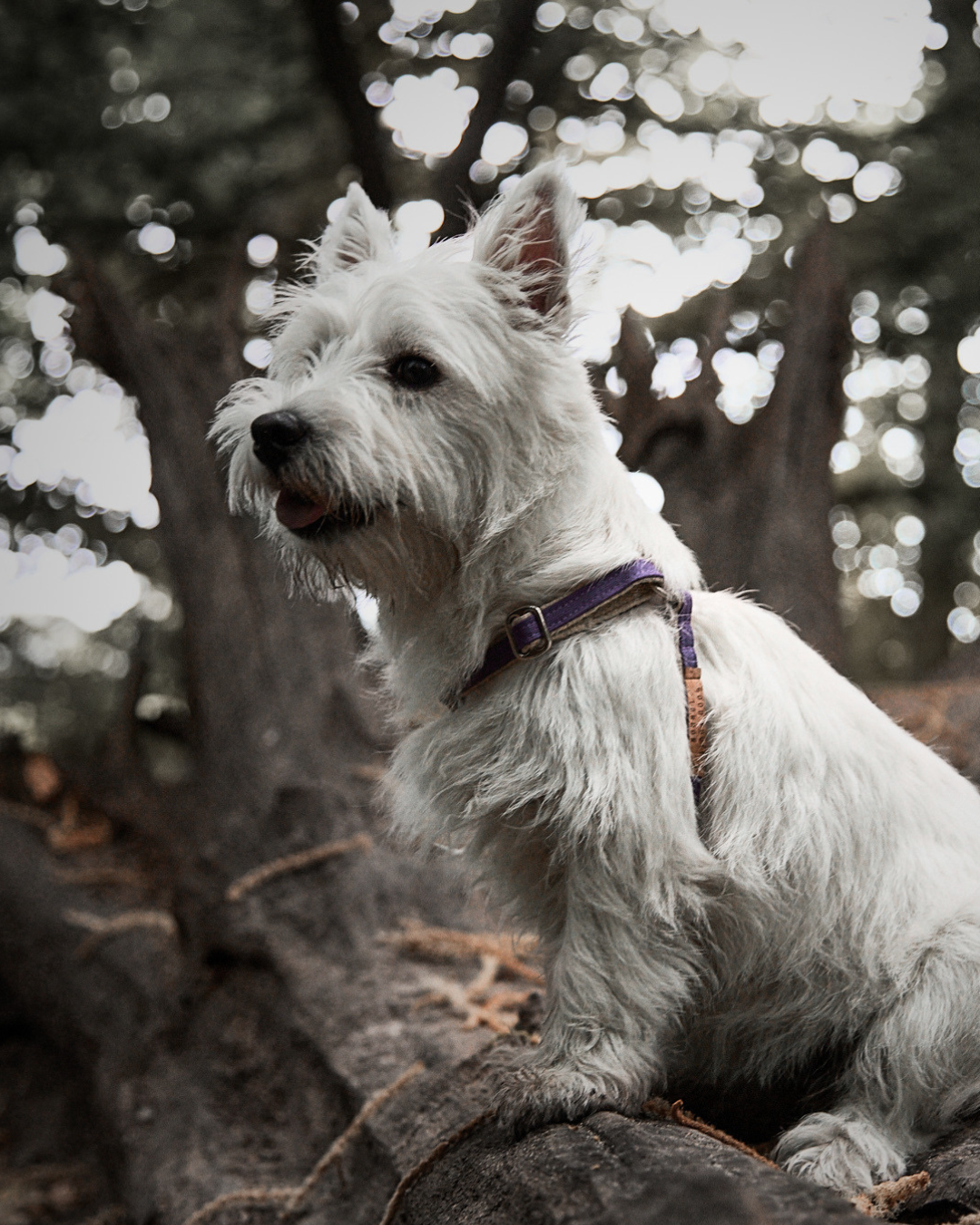 Handmade Purple Grape Hemp 'Step In' Dog Harness