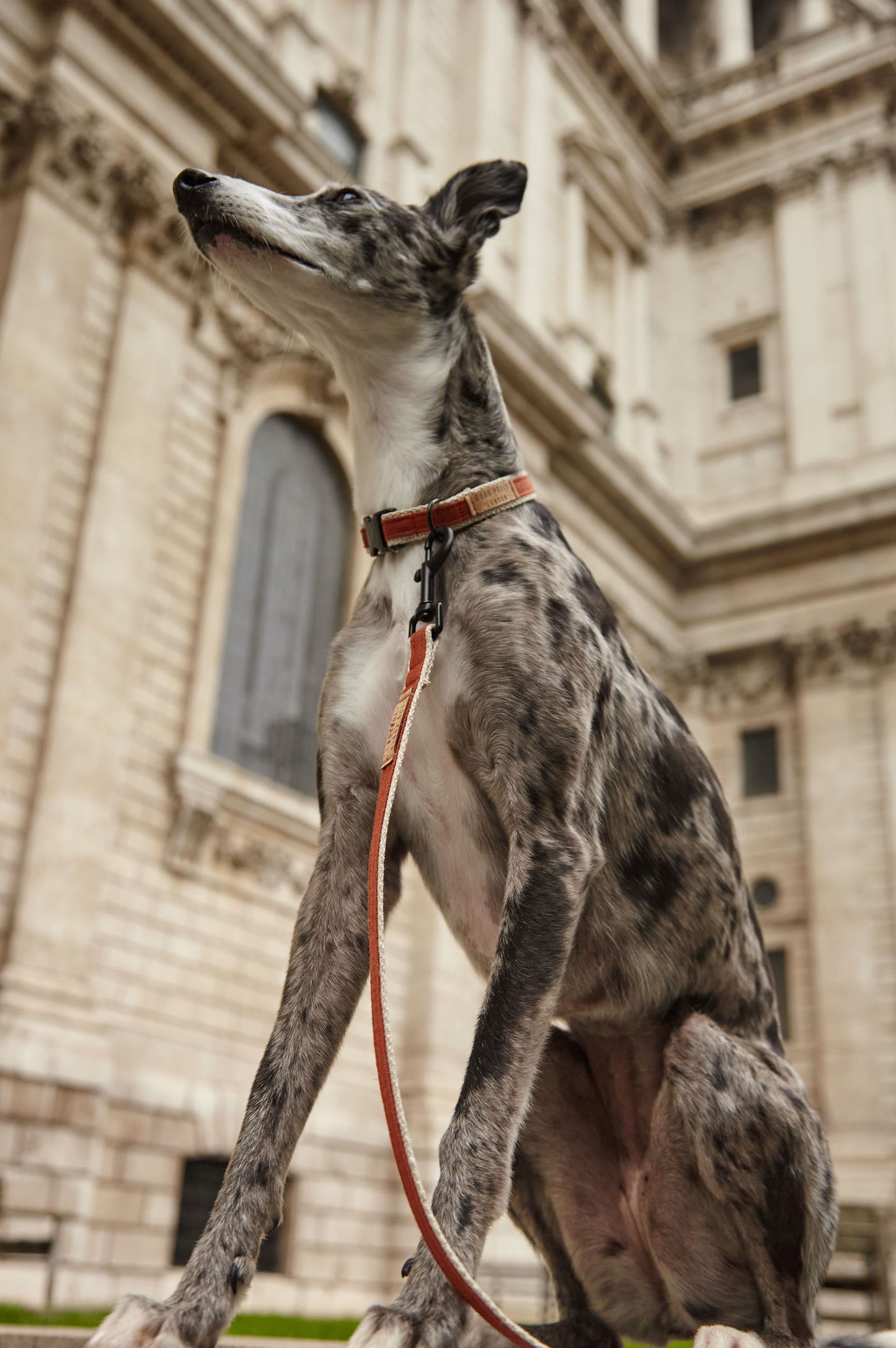Handmade Burnt Orange Hemp Dog Collar, Harness & Lead Set