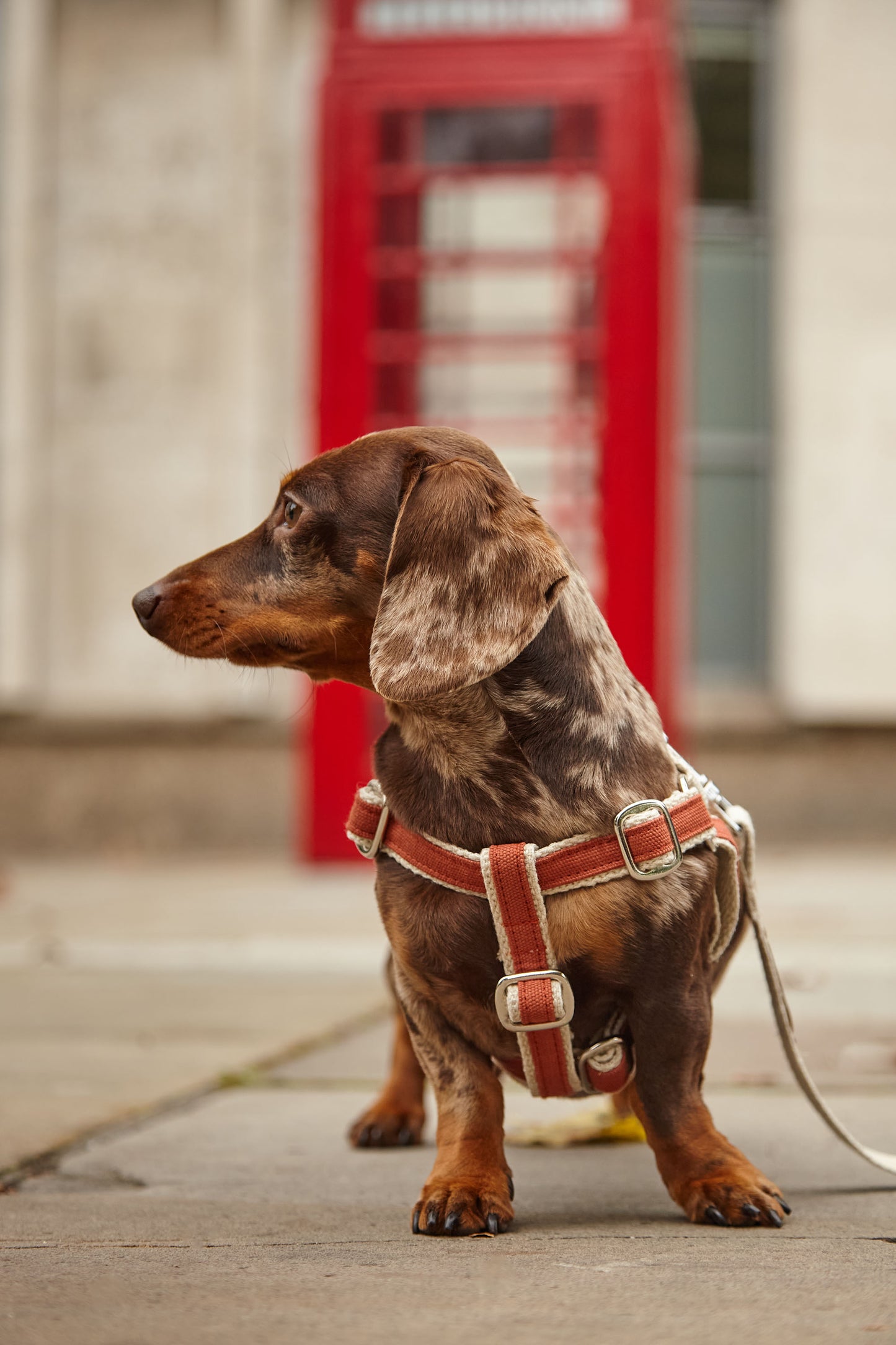 Handmade Burnt Orange Hemp Dog Collar, Harness & Lead Set
