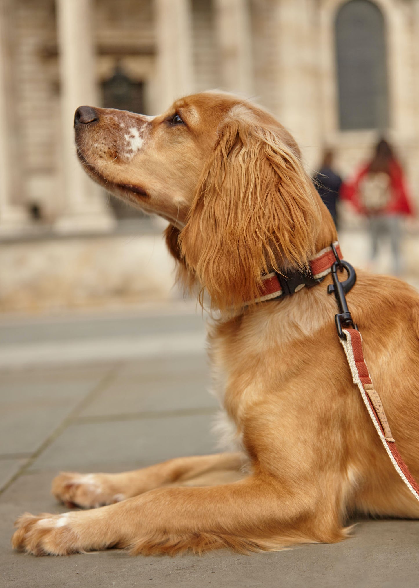 Handmade Burnt Orange Hemp Dog Lead