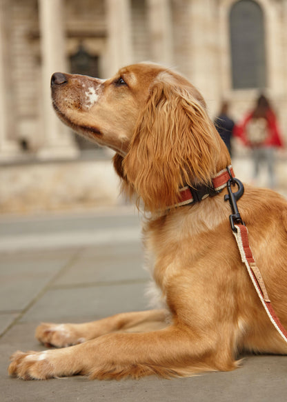 Handmade Burnt Orange Hemp Dog Lead