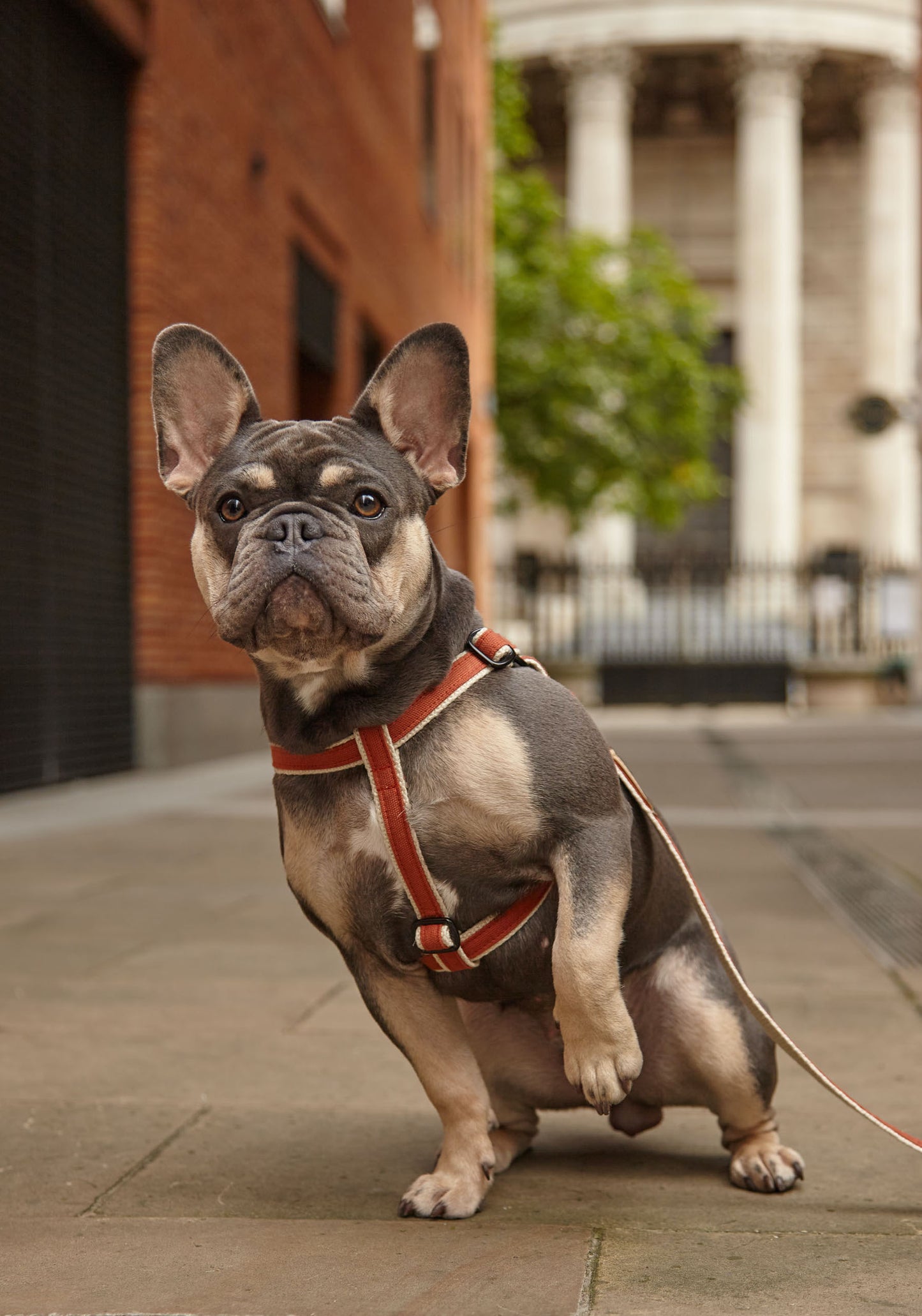 Handmade Burnt Orange Hemp 'Step In' Dog Harness