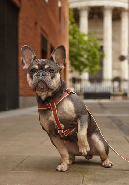 Handmade Burnt Orange Hemp 'Step In' Dog Harness