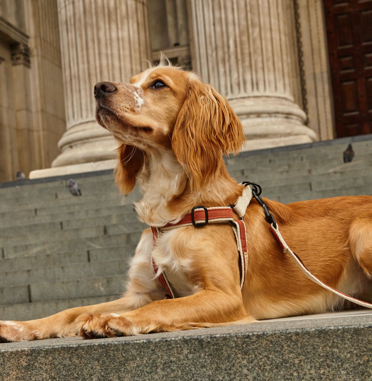 Handmade Burnt Orange Hemp 'Step In' Dog Harness