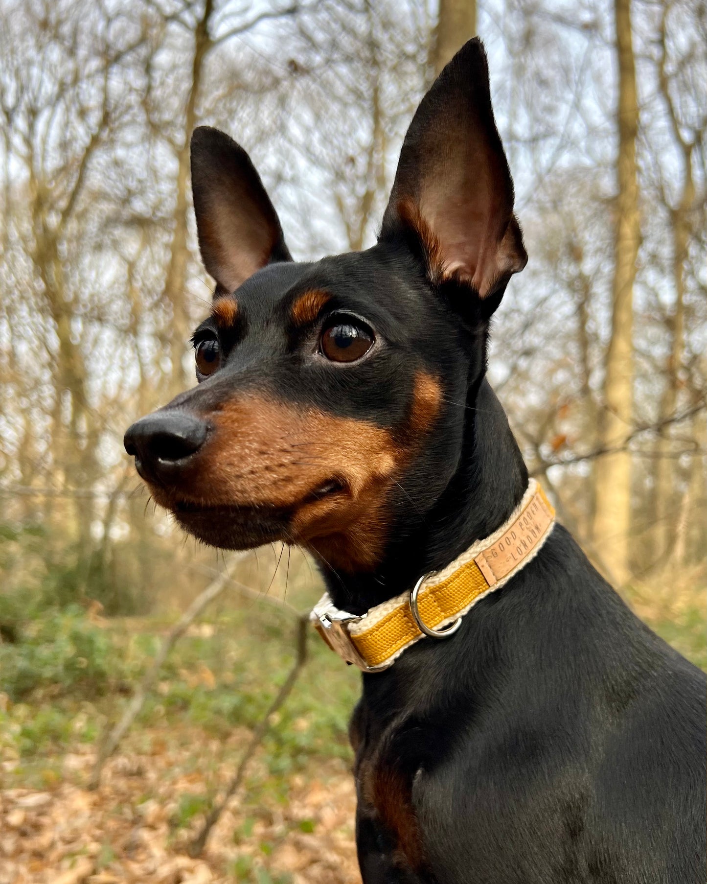 Handmade Mellow Yellow Hemp Dog Collar