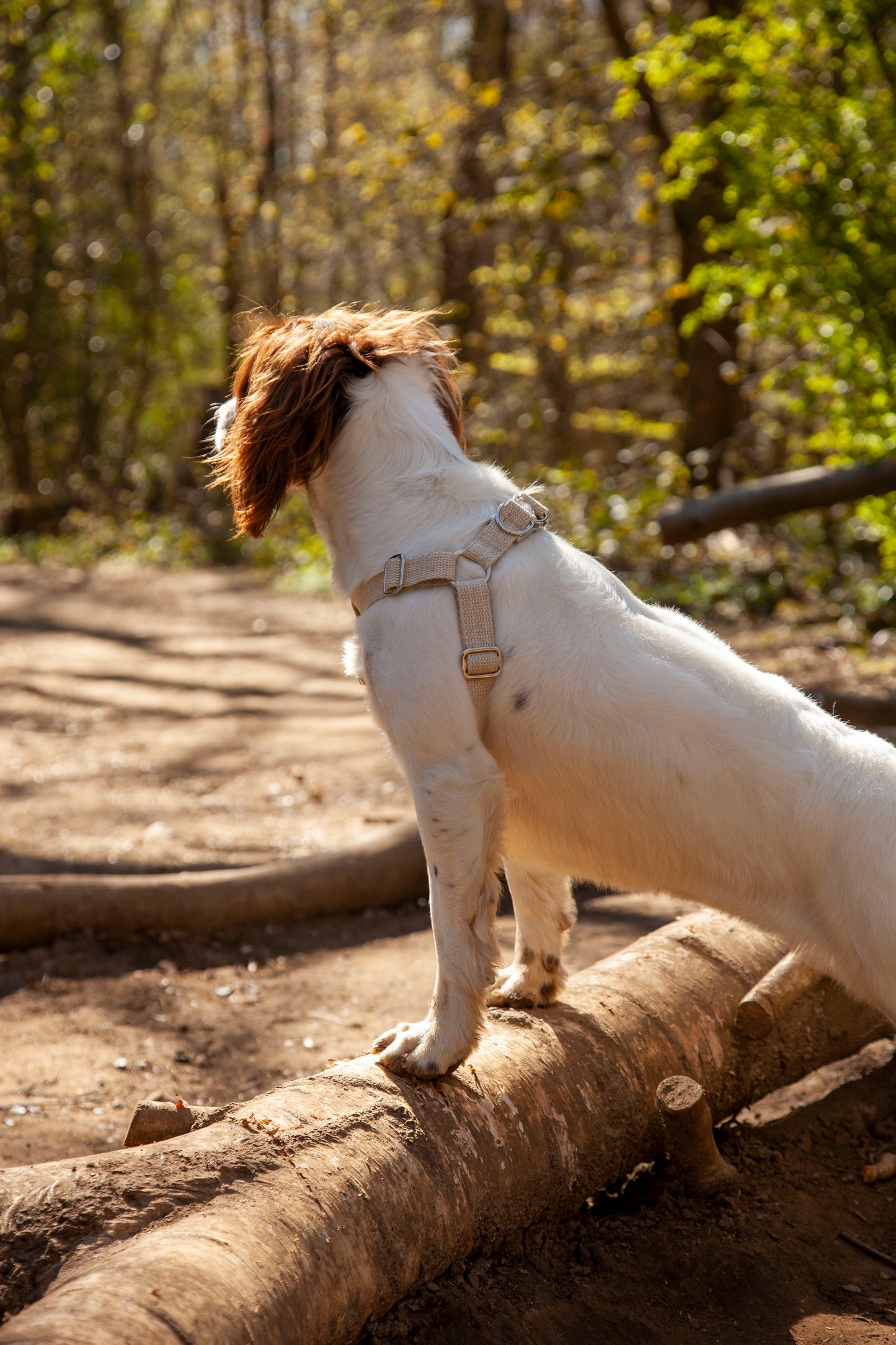 Handmade Natural Hemp Dog Collar, Harness & Lead Set