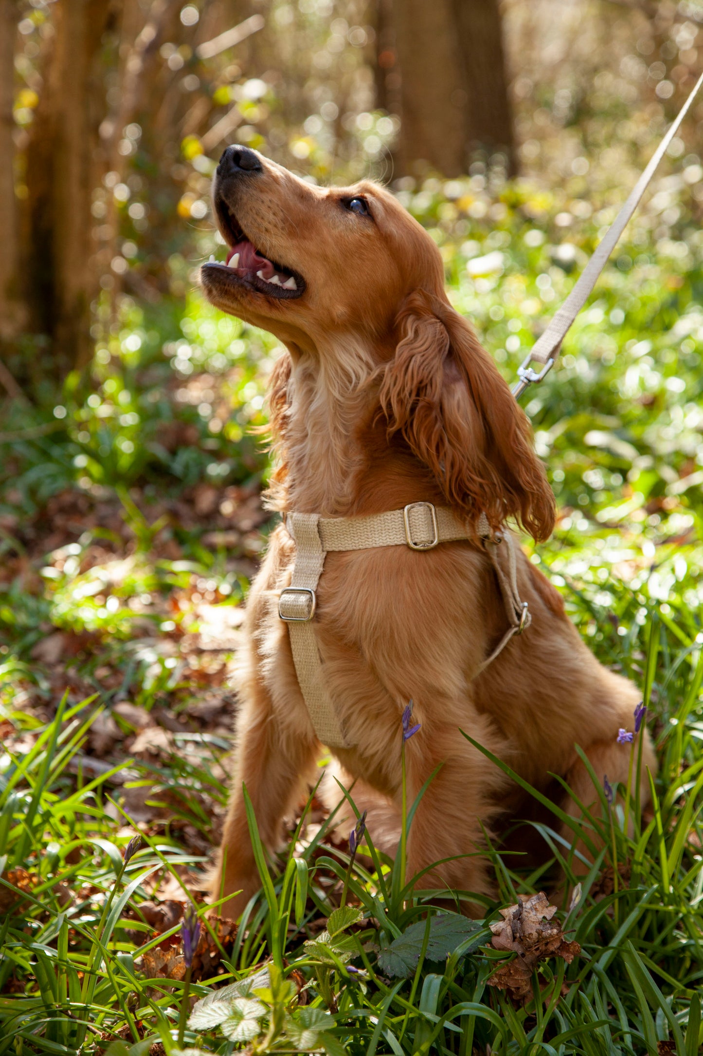 Handmade Natural Hemp Dog Collar, Harness & Lead Set