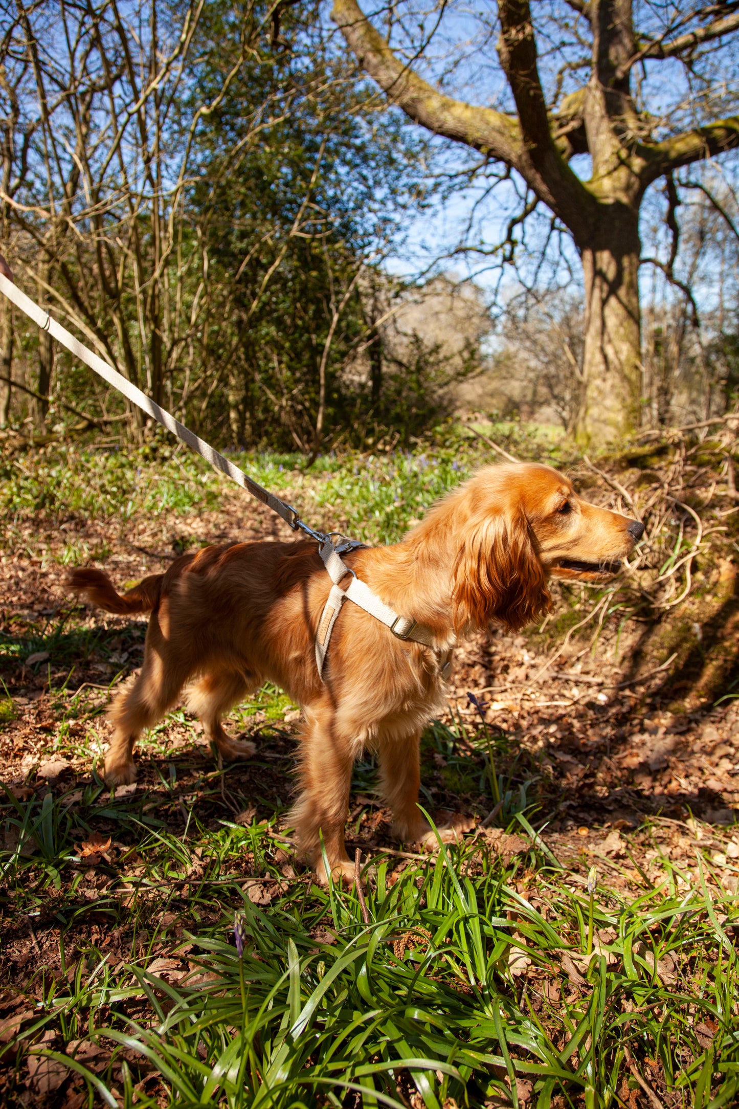 Handmade Natural Hemp Dog Lead