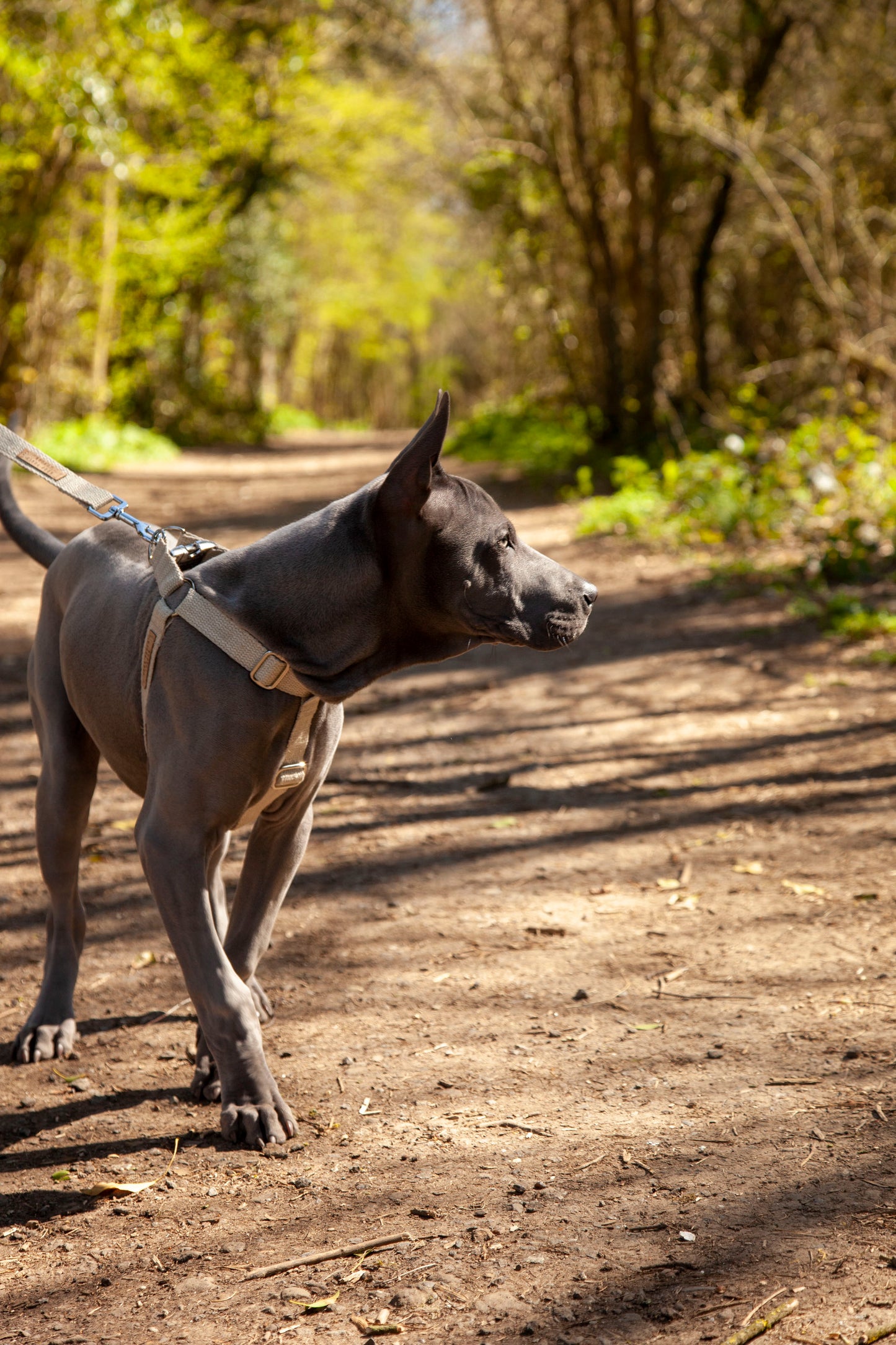 Handmade Natural Hemp 'Step In' Dog Harness