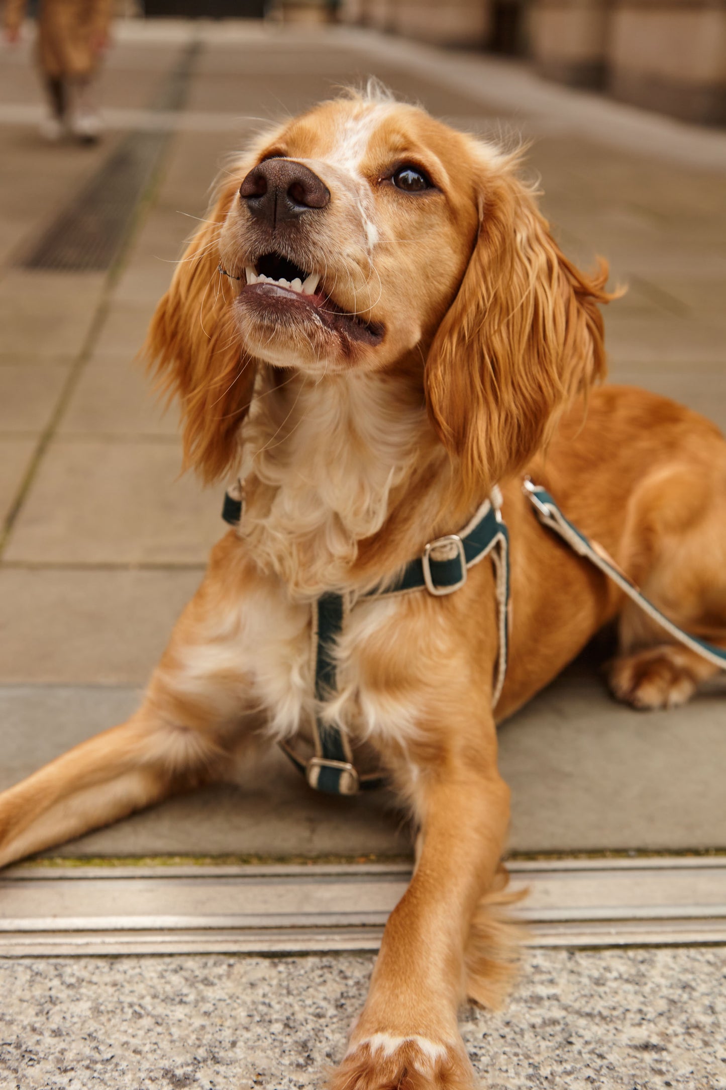 Handmade Teal Green Hemp Dog Collar, Harness & Lead Set