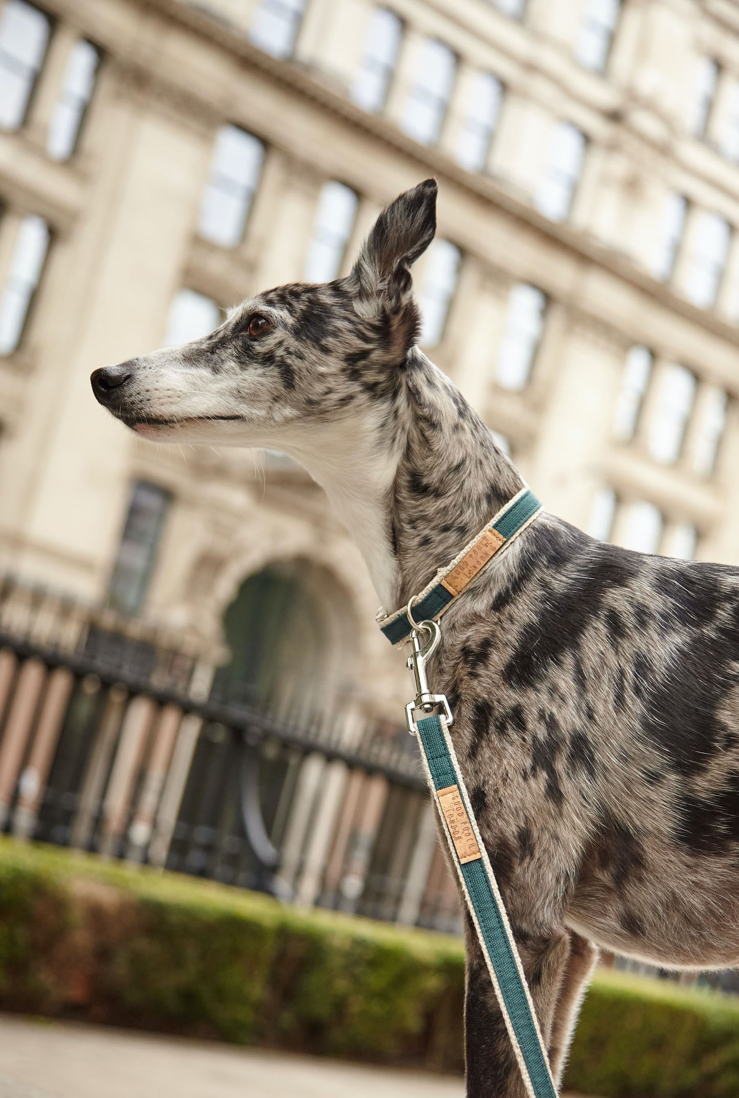 Handmade Teal Green Hemp Dog Collar, Harness & Lead Set