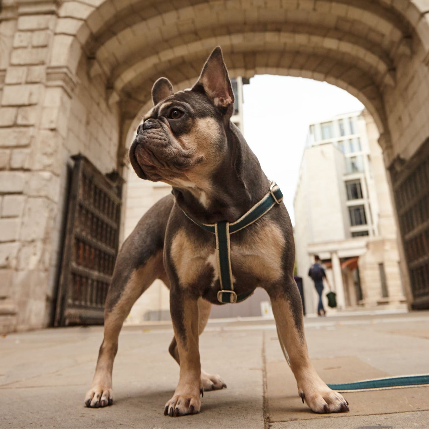 Handmade Teal Green Hemp 'Step In' Dog Harness