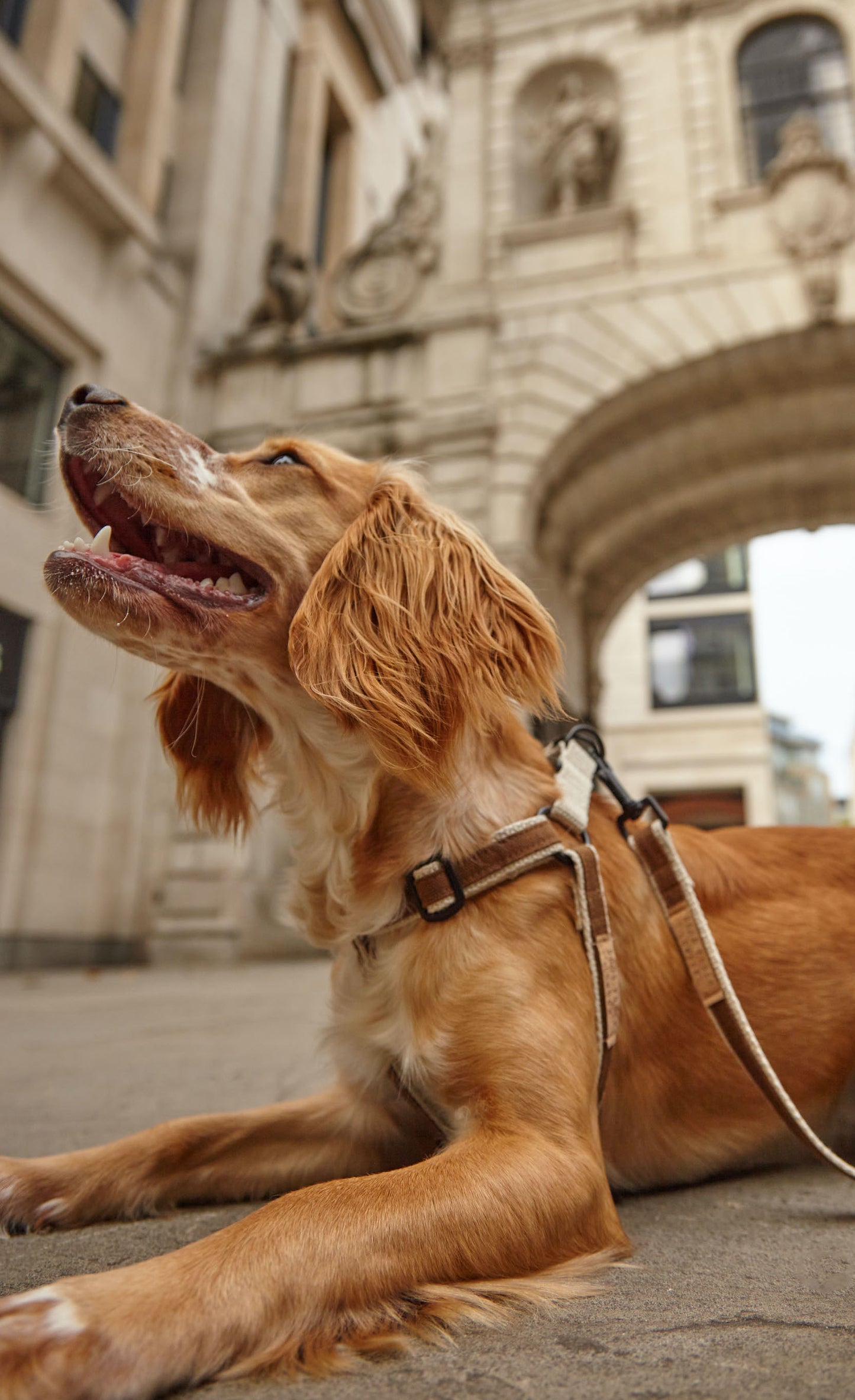 Handmade Tobacco Tan Hemp Dog Lead