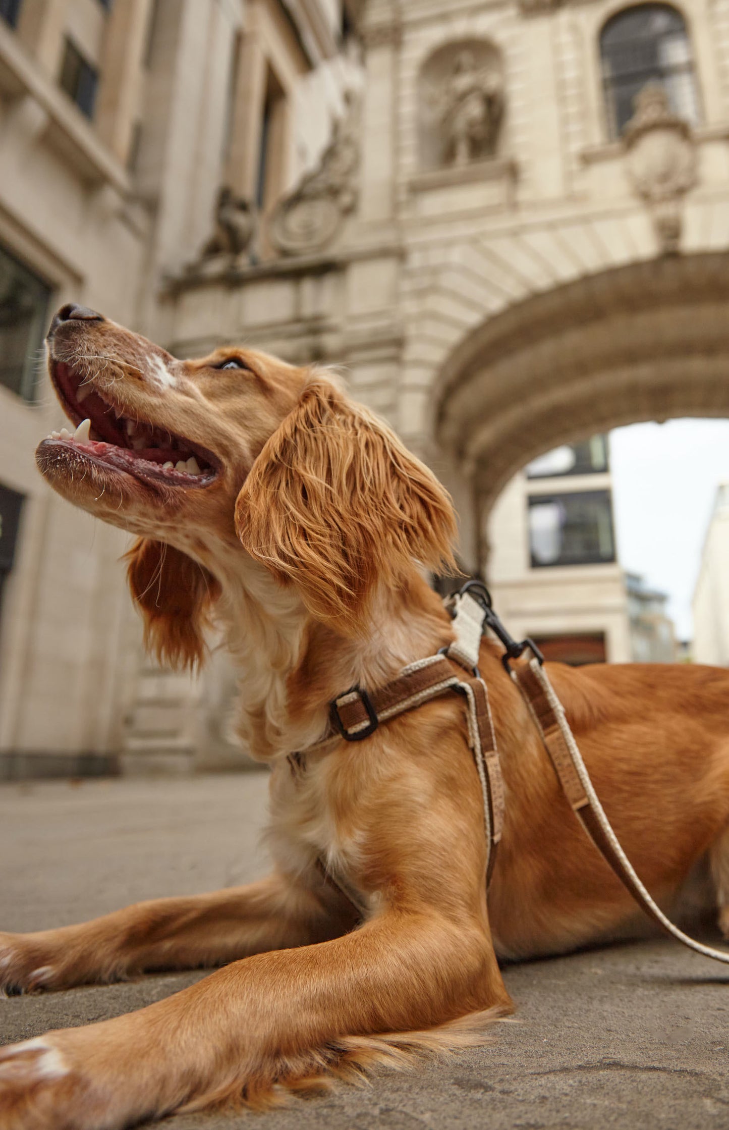 Handmade Tobacco Tan Hemp 'Step In' Dog Harness